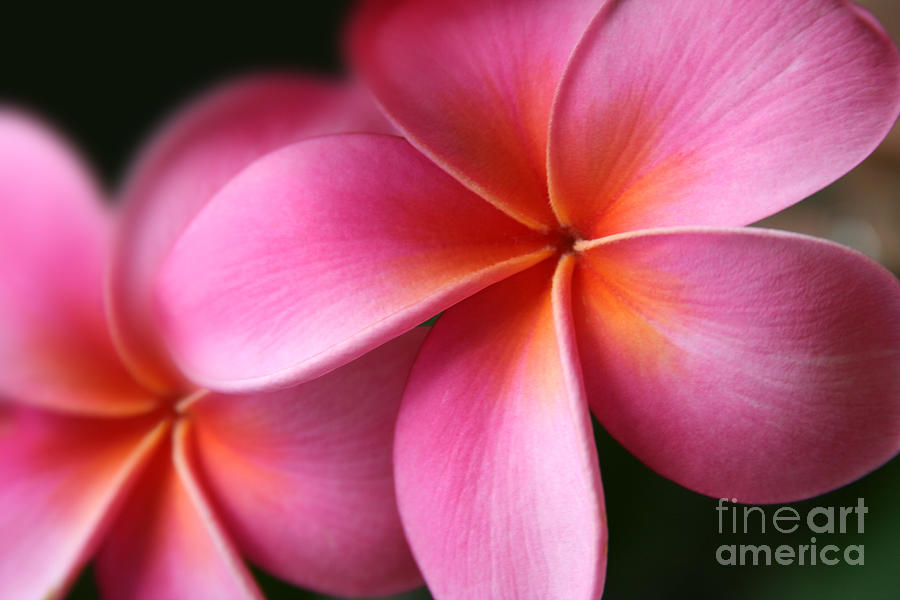 Pua Lei Aloha Cherished Blossom Pink Tropical Plumeria Hina Ma Lai Lena O Hawaii Photograph by Sharon Mau