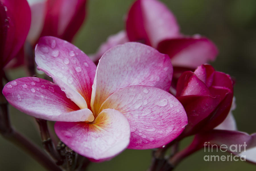 Nature Photograph - Pua Melia Floral Celebration by Sharon Mau