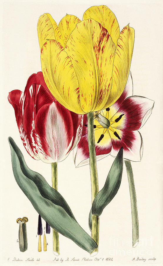 Nature Photograph - Pubescent-Stalked Tulip 1824 by Getty Research Institute