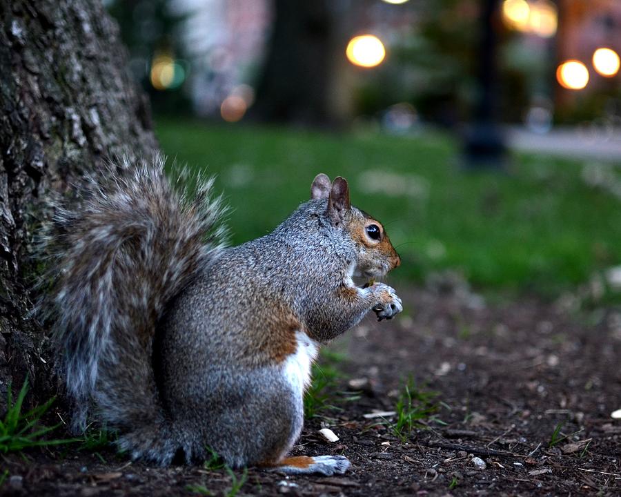 Public Garden Squirrel Photograph by Toby McGuire