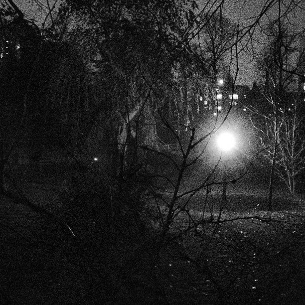 Public Gardens At Night. Super Freakin Photograph by Michelle Snook