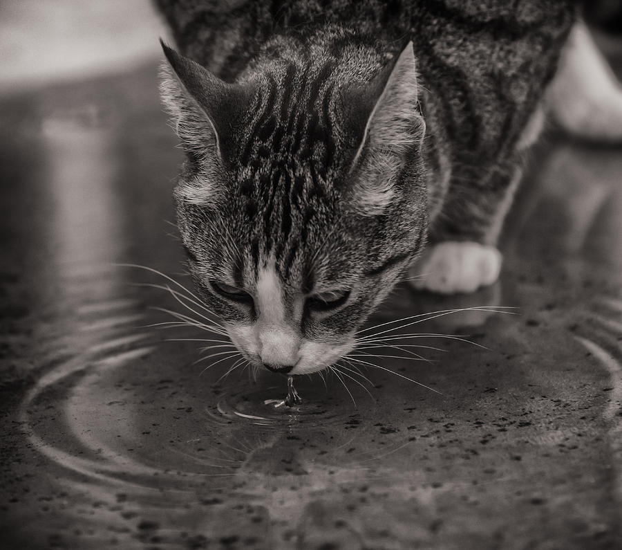 Black And White Photograph - Puddle Drinking Kitty by Angela Stanton