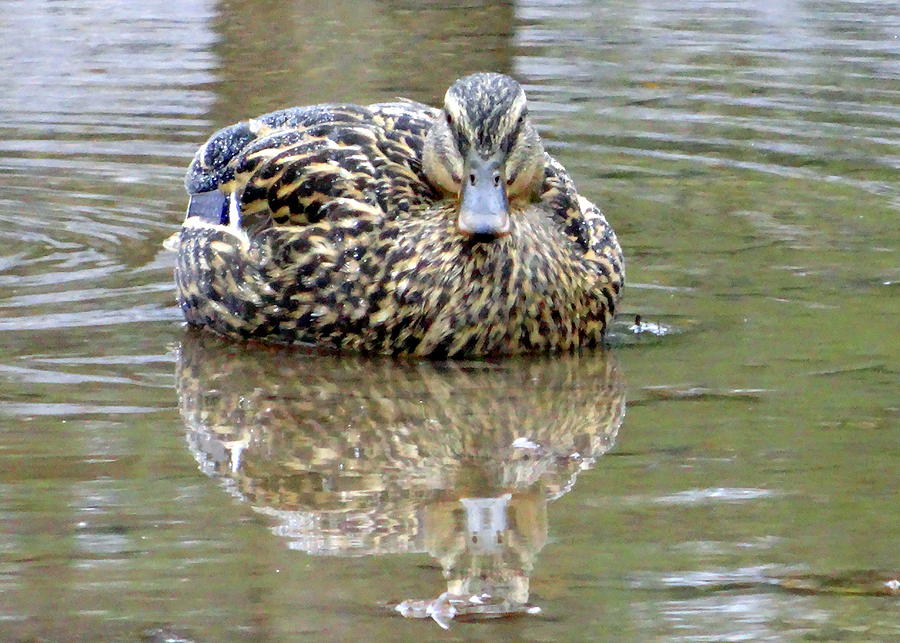the tale of puddle duck