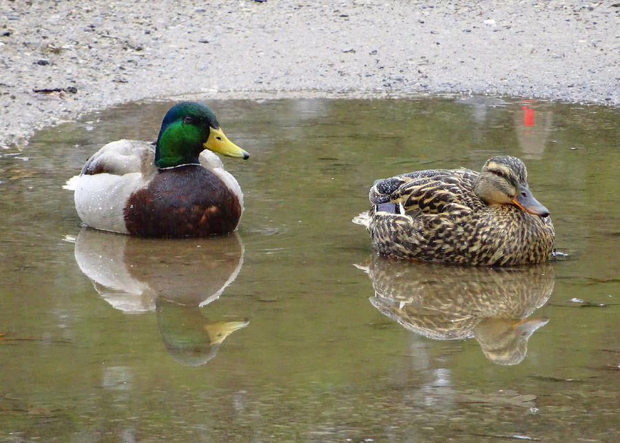 Duck Photograph - Puddle Ducks by Kathleen Luther