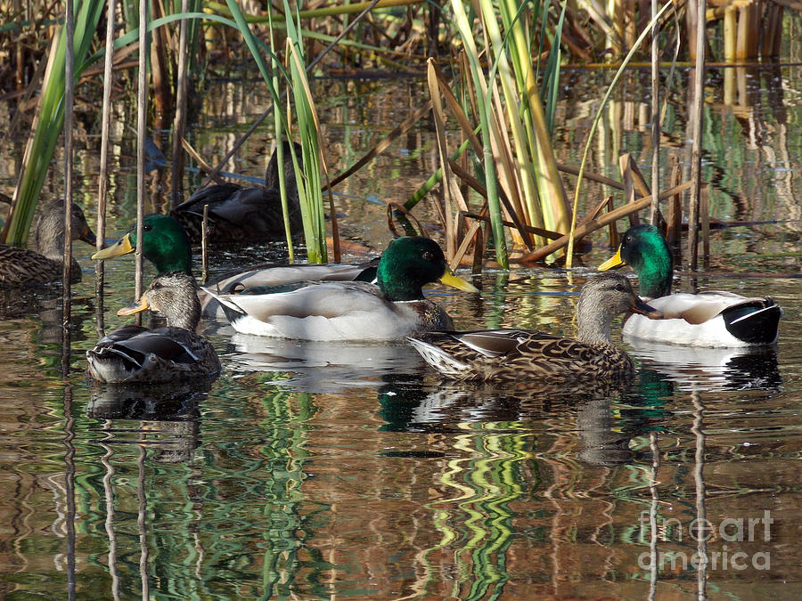 Puddle Ducks Photograph by Skip Willits