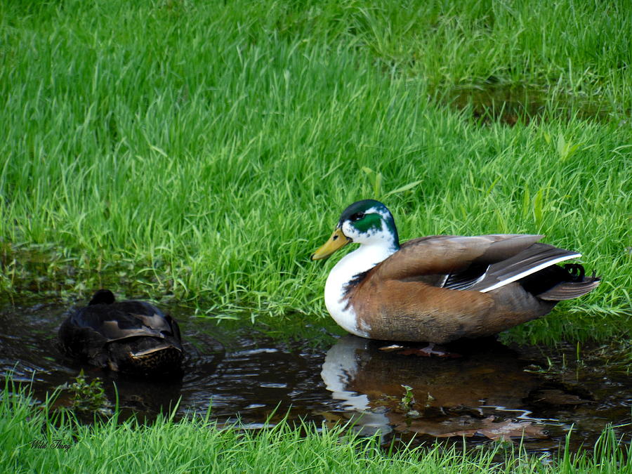 Puddle Ducks Photograph by Wild Thing