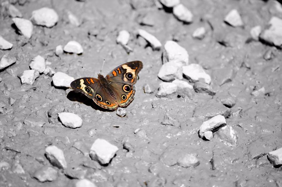 Puddling Butterfly 8766 Photograph by Bonfire Photography