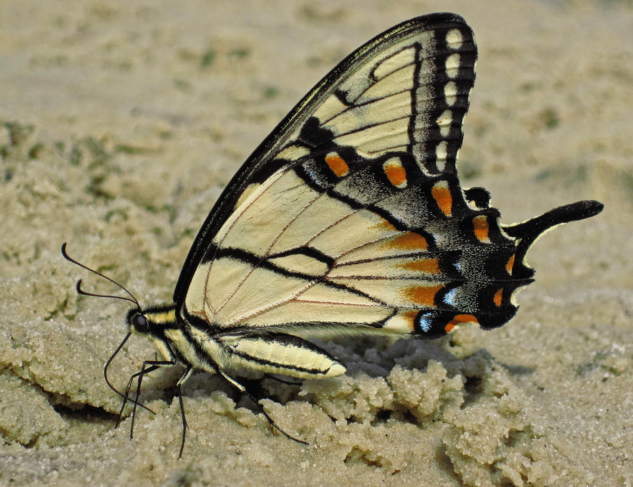 Puddling Eastern Tiger Swallowtail Butterfly Photograph by Lara Ellis