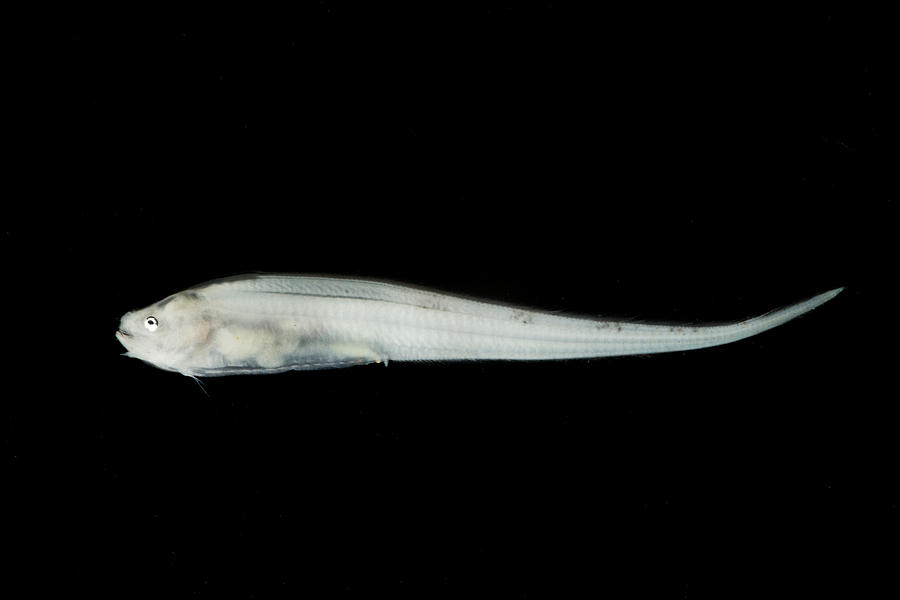 Pudgy Cusk Eel Spectrunculus Grandis Photograph by Dant Fenolio