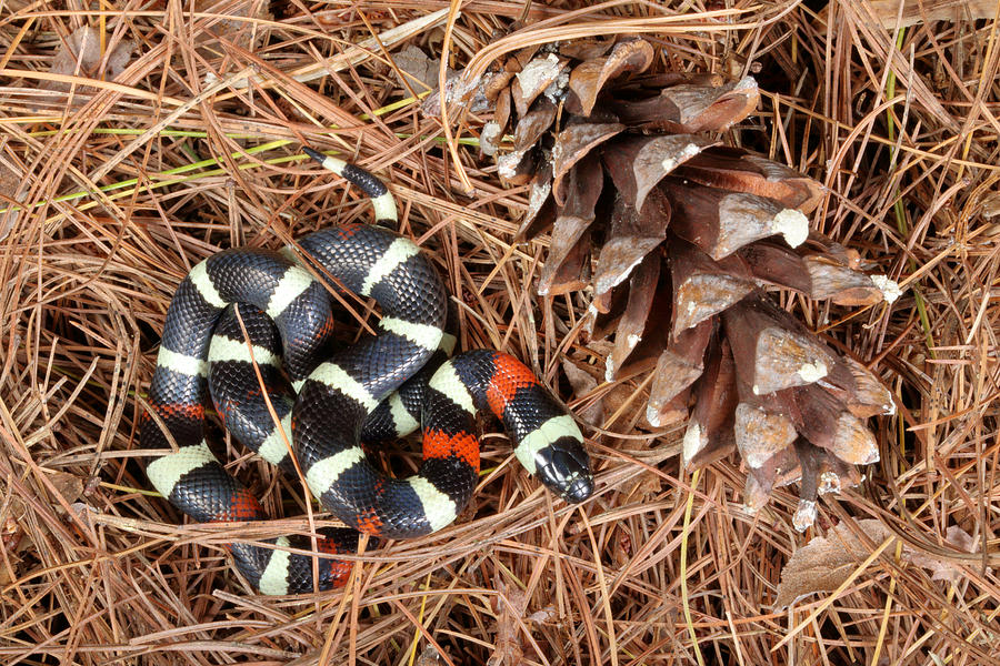 Pueblan Milk Snake L. Triangulum Photograph by David Kenny