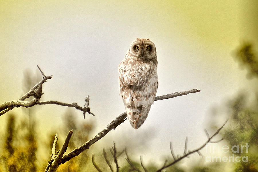 Owl Photograph - Pueo. Hawaiian owl by John Kenolio