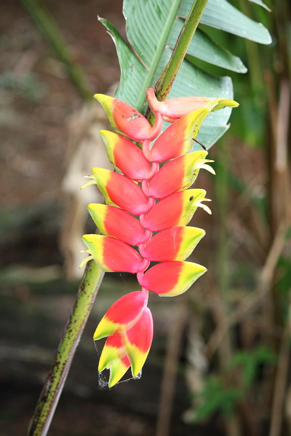 puerto-rican-flower-photograph-by-ben-brown-fine-art-america