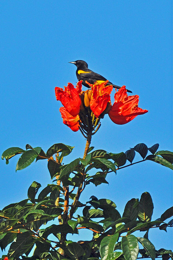 Puerto Rican Oriole endemic Photograph by Alan Lenk