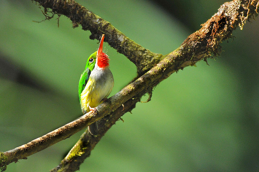 Puerto Rican Tody endemic Photograph by Alan Lenk