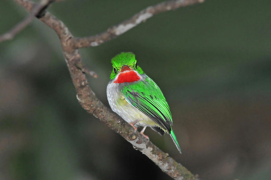 Puerto Rican Tody - Heres Looking at You Photograph by Alan Lenk