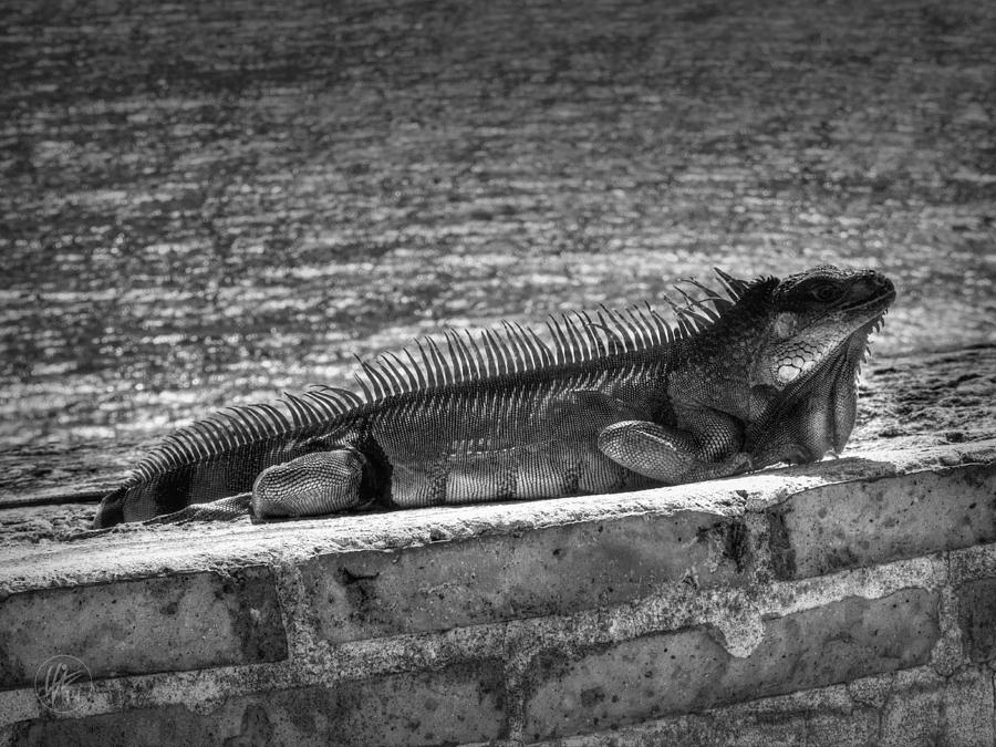 Puerto Rico Iguana 002 Photograph by Lance Vaughn