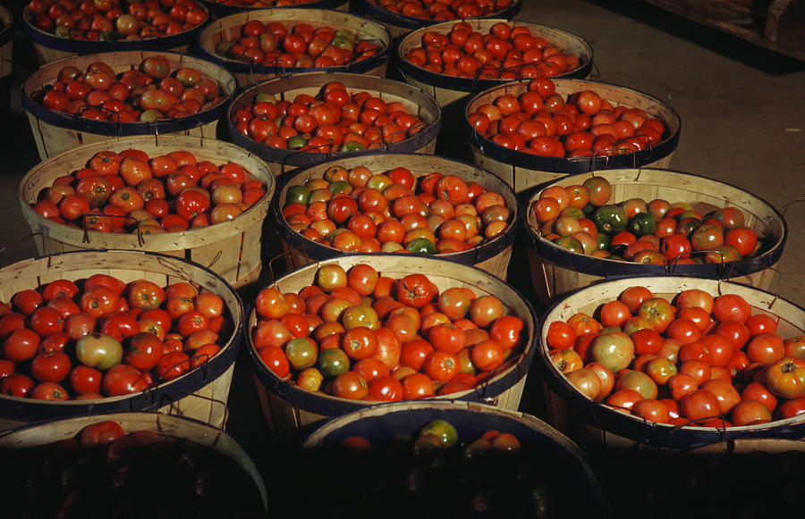 Puerto Rico Tomatoes Photograph by Granger