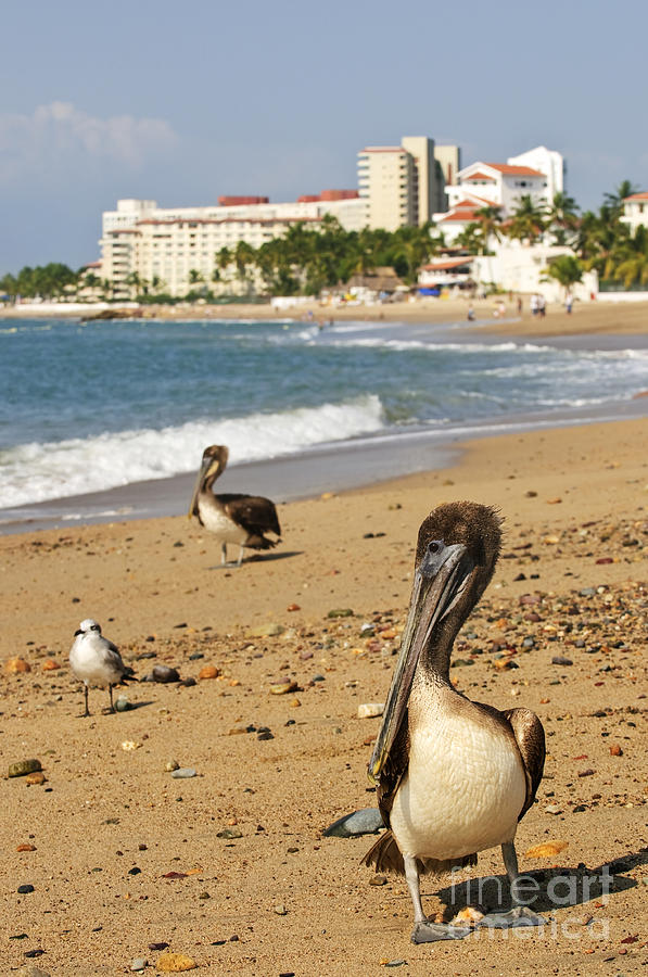 Bird Photograph - Puerto Vallarta pelicans by Elena Elisseeva