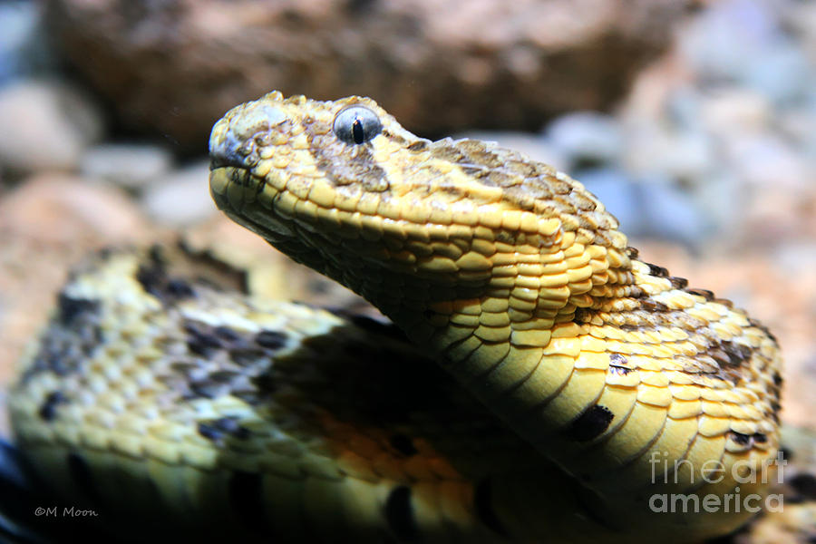 Puff Adder Snake Photograph by Tap On Photo