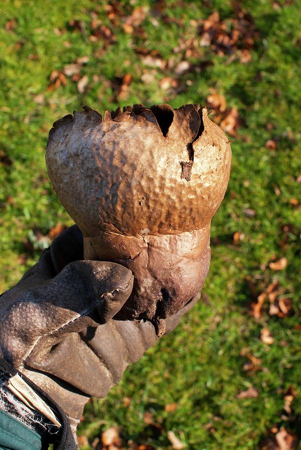 Mushroom Photograph - Puff-ball Mushroom by Mark Williamson