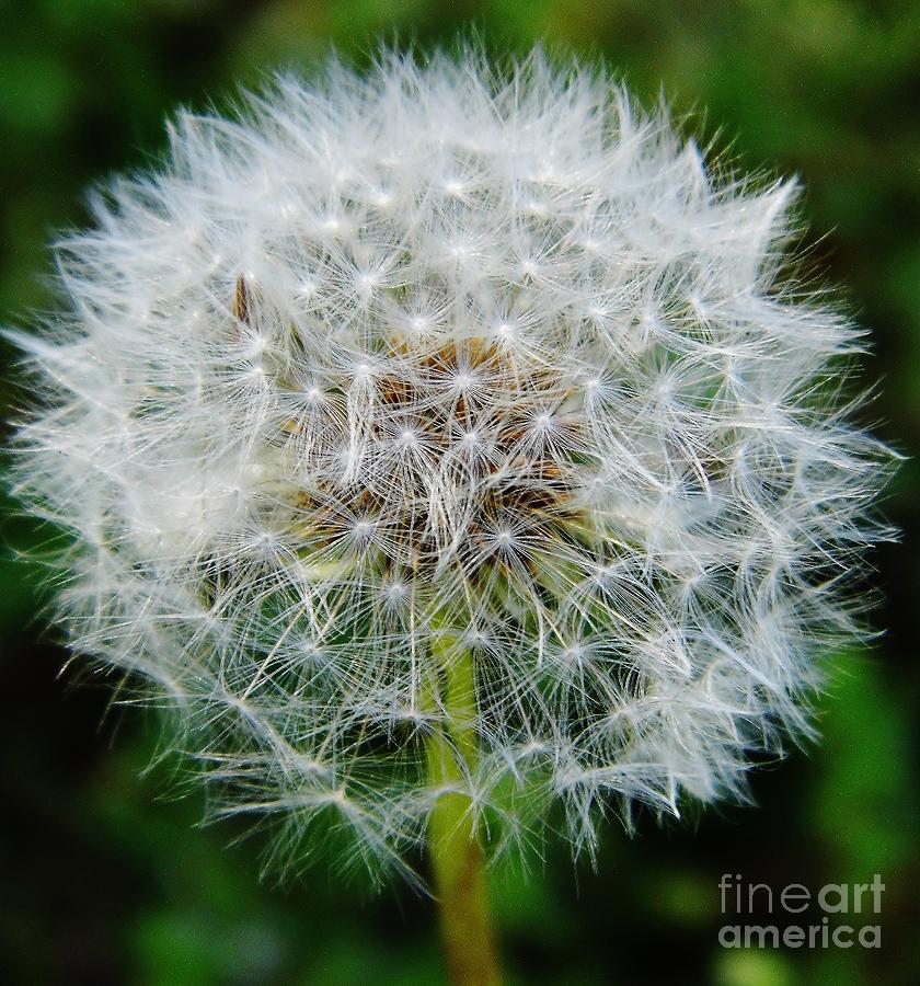 Puff The Dandelion Photograph by D Hackett