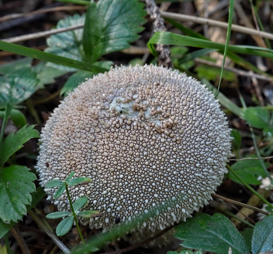 Nature Photograph - Puffball - ball formed mushroom with a perled skin by Leif Sohlman