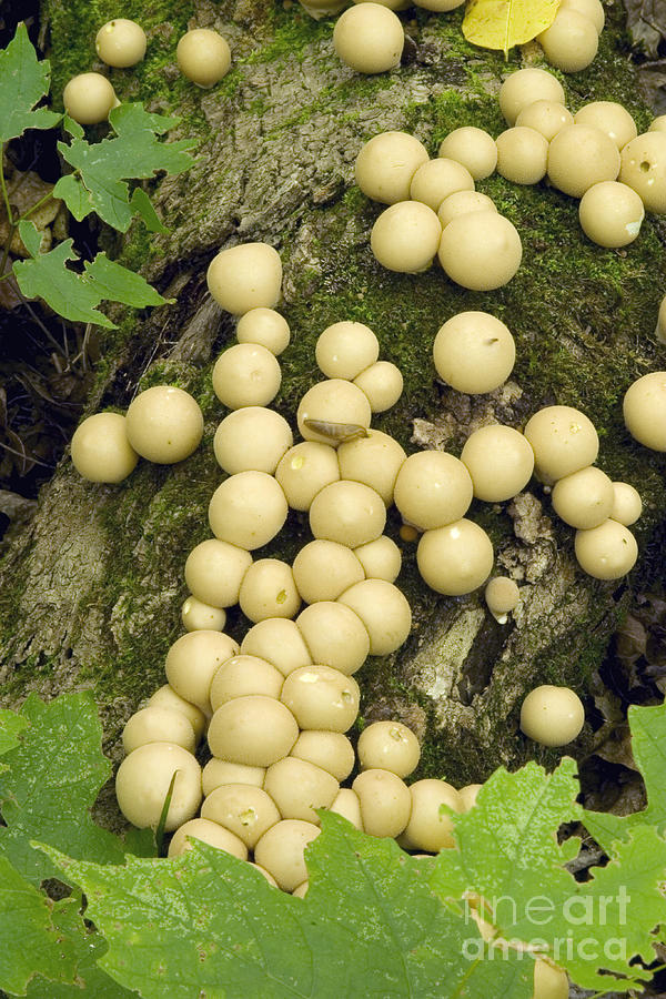 Puffball Mushroom Photograph by Gregory K. Scott
