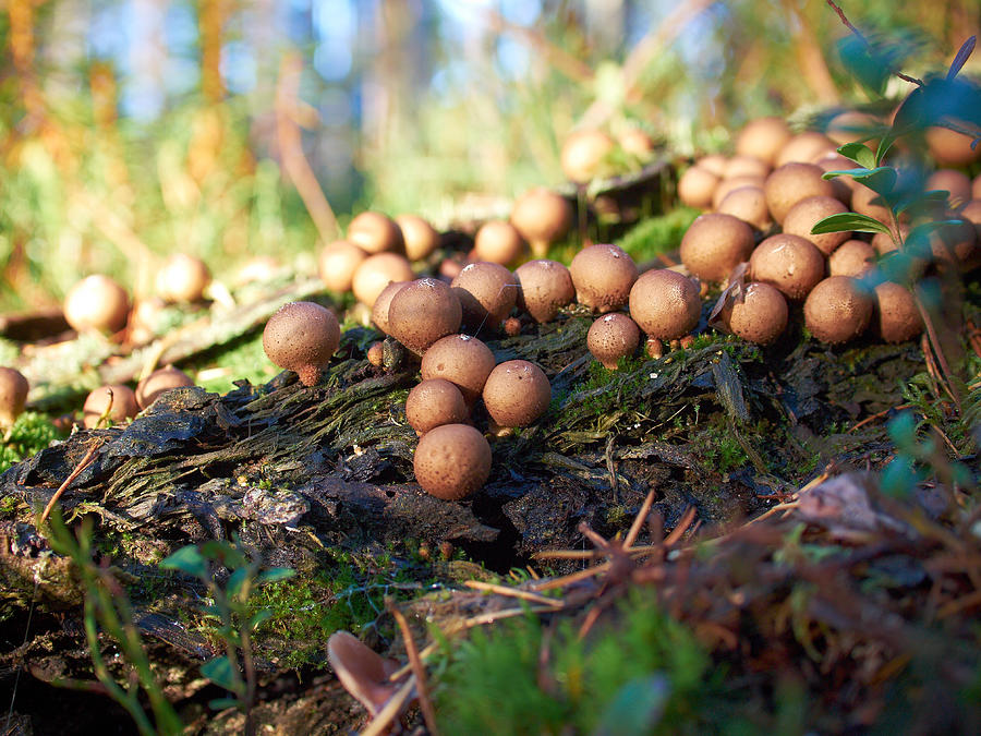 Puffball mushrooms at Haukkajarvi Photograph by Jouko Lehto