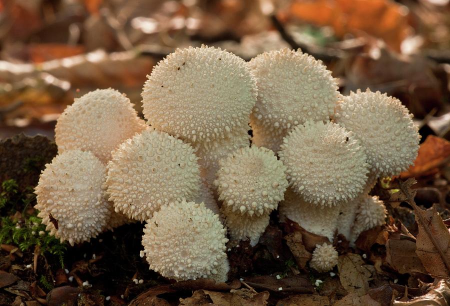 Puffballs (lycoperdon Perlatum) Photograph by Bob Gibbons/science Photo ...