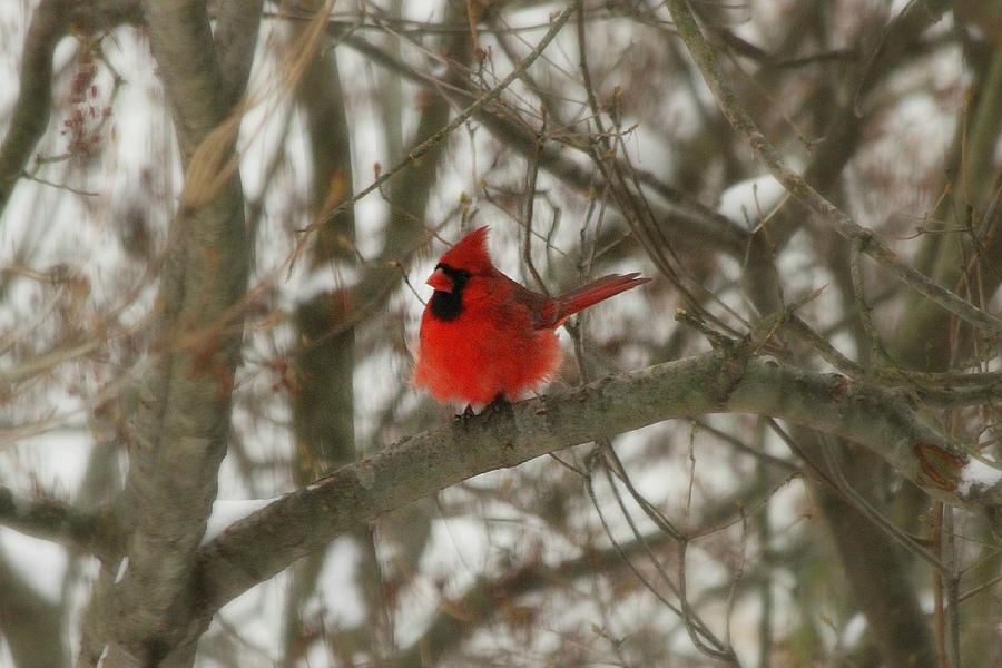Puffed up Male Cardinal Photograph by Heidi Farmer