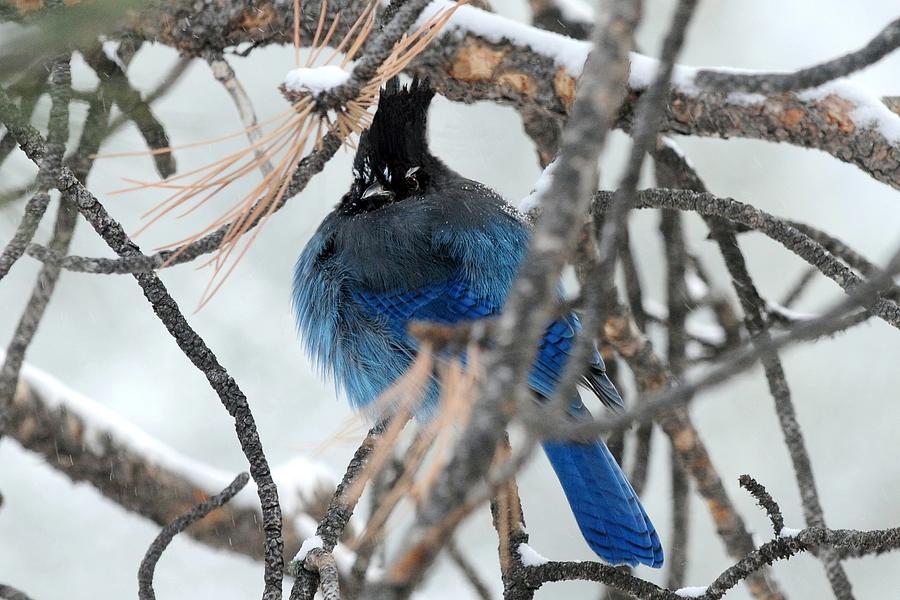 Puffed Up Stellers Jay Photograph by Marilyn Burton