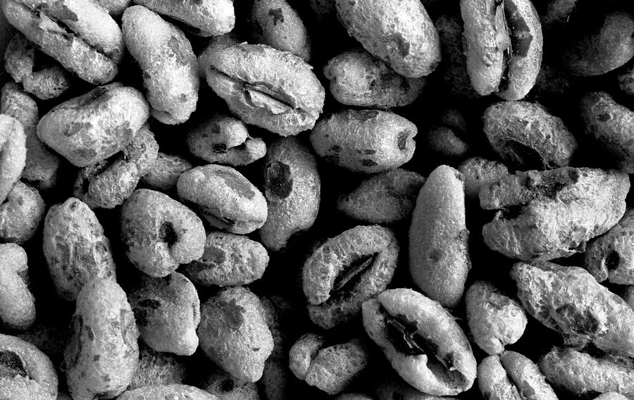 Puffed Wheat Cereal Photograph by Lonnie Paulson Puffed Wheat Cereal Photograph by Lonnie Paulson