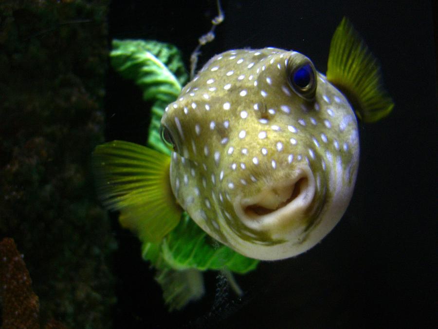 Puffer Fish Photograph by Julie Shiroma | Fine Art America