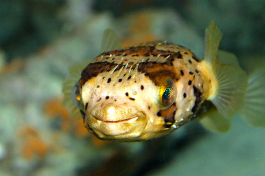 Pufferfish Photograph by Matthew Modena - Pixels