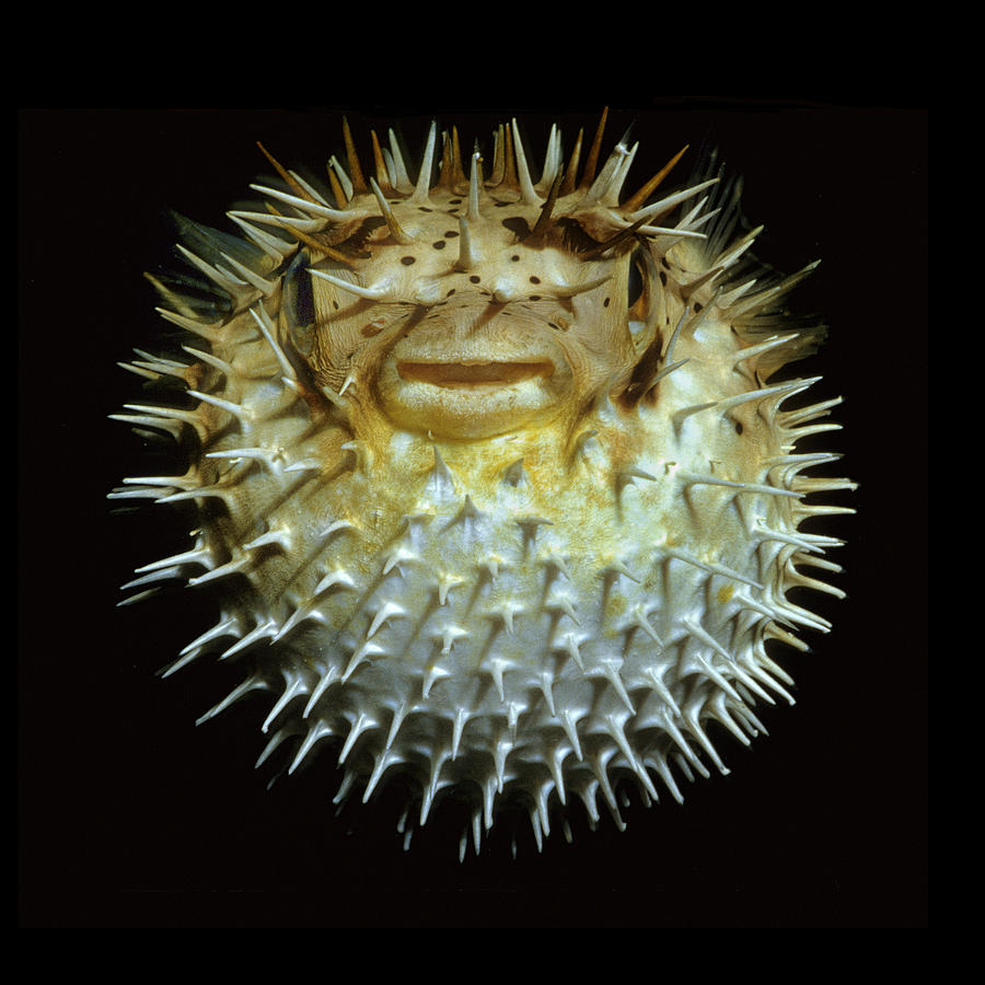 Pufferfish Photograph by Scott Frier - Fine Art America