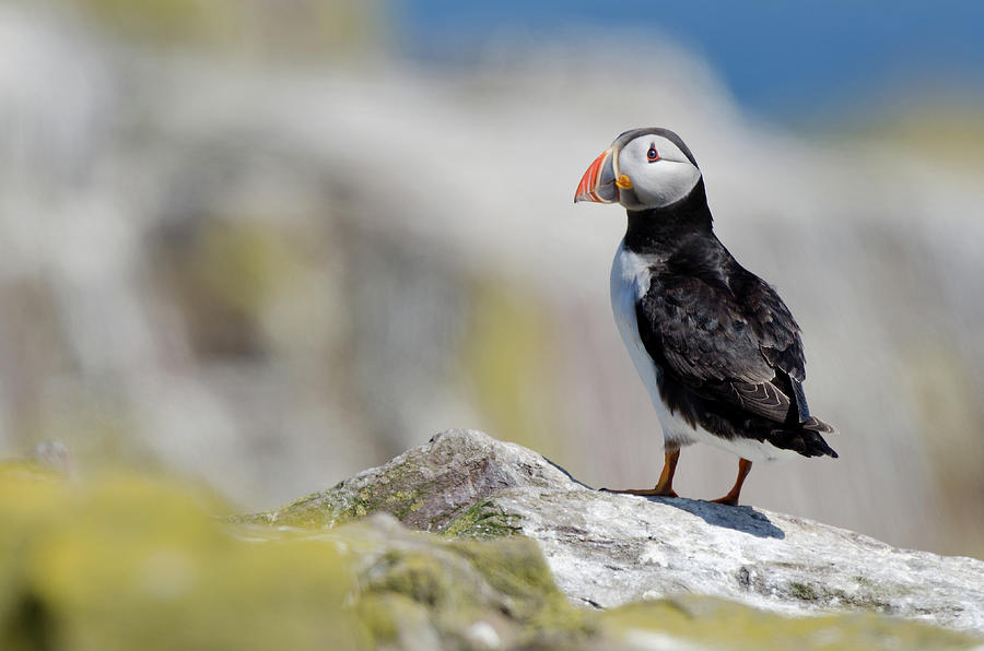 Puffin Photograph by A World Of Natural Diversity By Paul Shaw