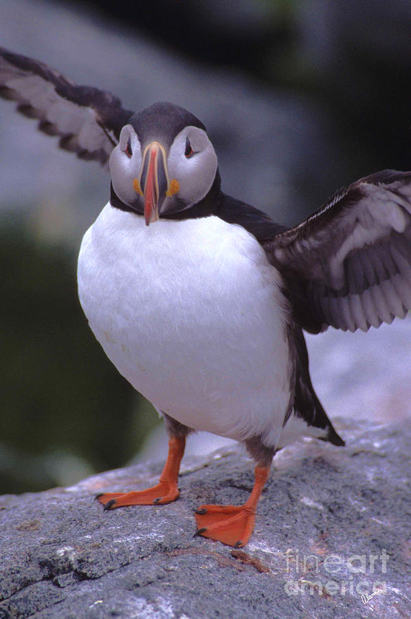 Puffin Photograph by Alana Ranney