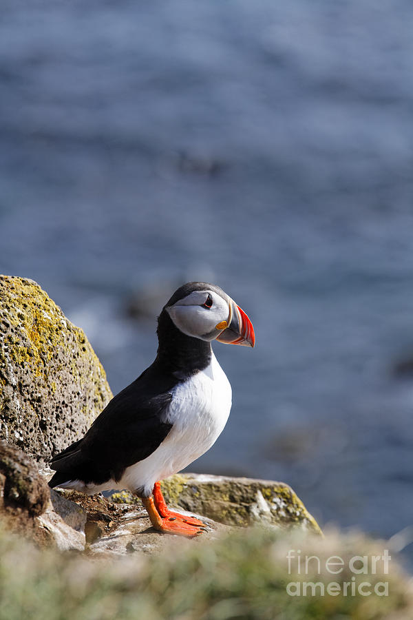 Puffin at Latrabjarg in Iceland Photograph by Robert Preston