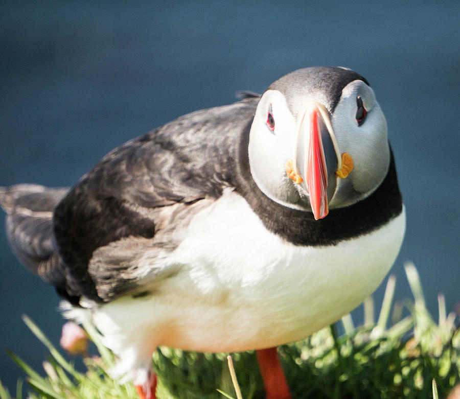 Wildlife Photograph - Puffin by Brent Olson