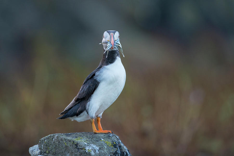 Puffin Photograph - Puffin Carrying Sandeels, Isle Of May by Mike Powles