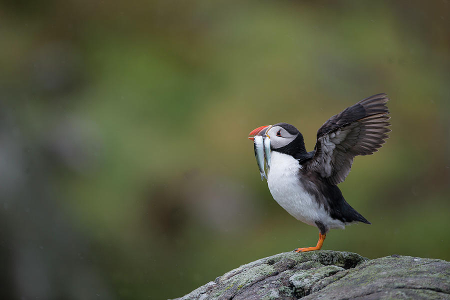 Puffin Carrying Sandeels, Isle Of May Uk Photograph by Mike Powles