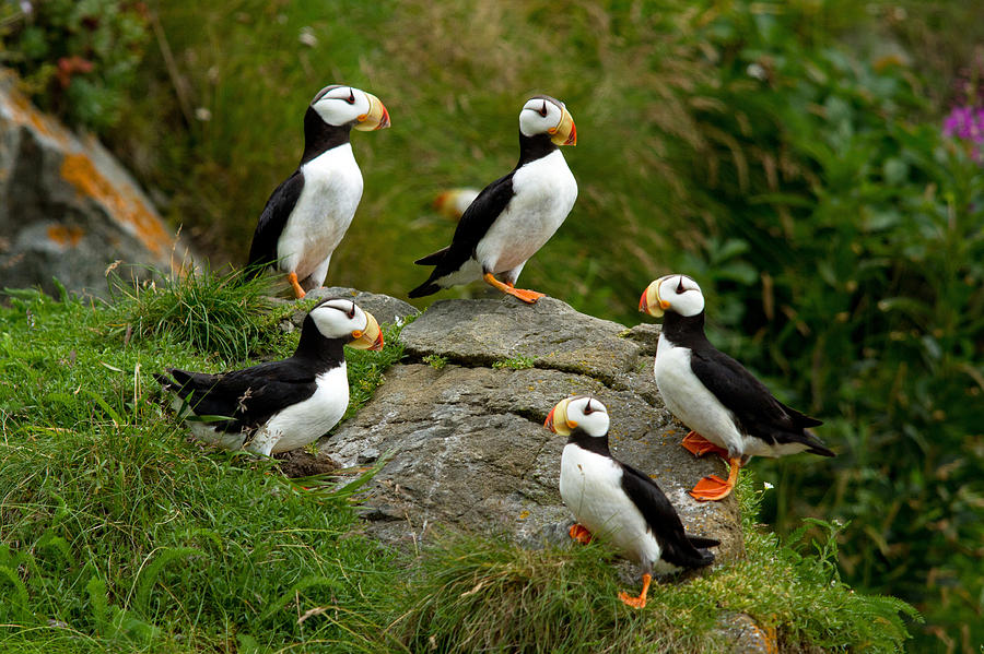 Puffin Circle of Friends Photograph by Shari Sommerfeld