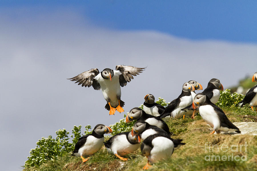 Puffin Colony on Bird Island Hornoya Photograph by Heiko Koehrer-Wagner