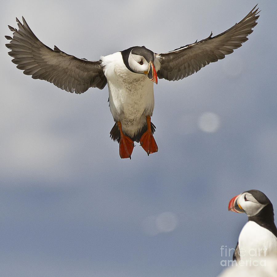 Bird Photograph - Puffin Coming Home by Heiko Koehrer-Wagner