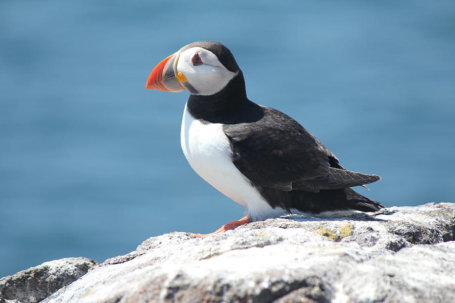 Puffin Photograph by David Grant