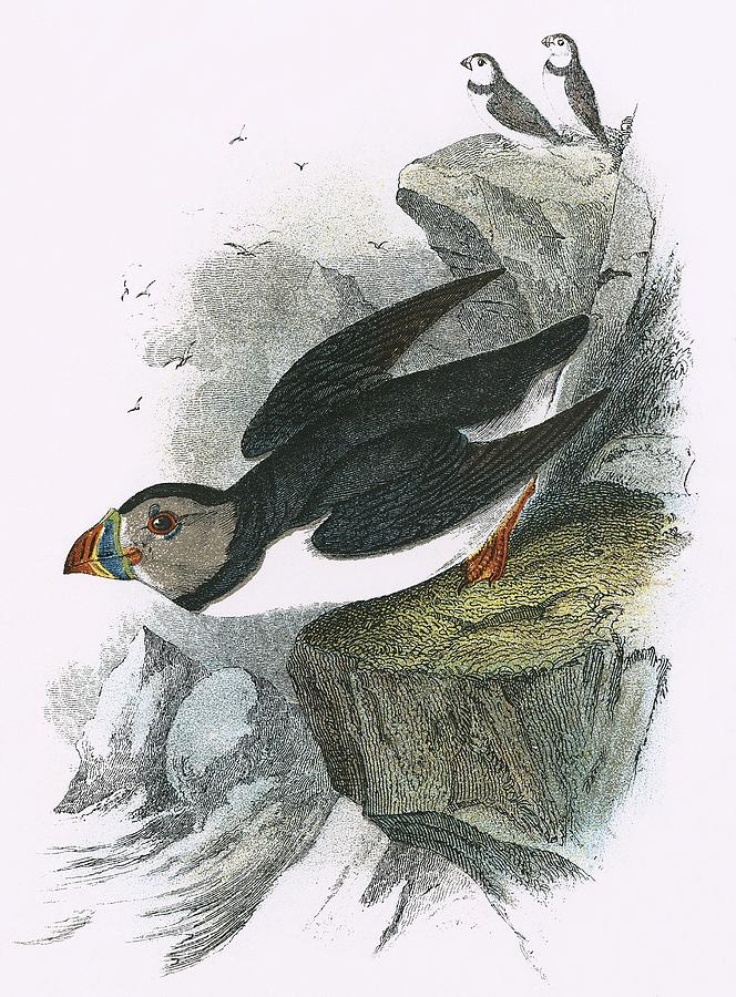 Puffin Painting - Puffin by English School