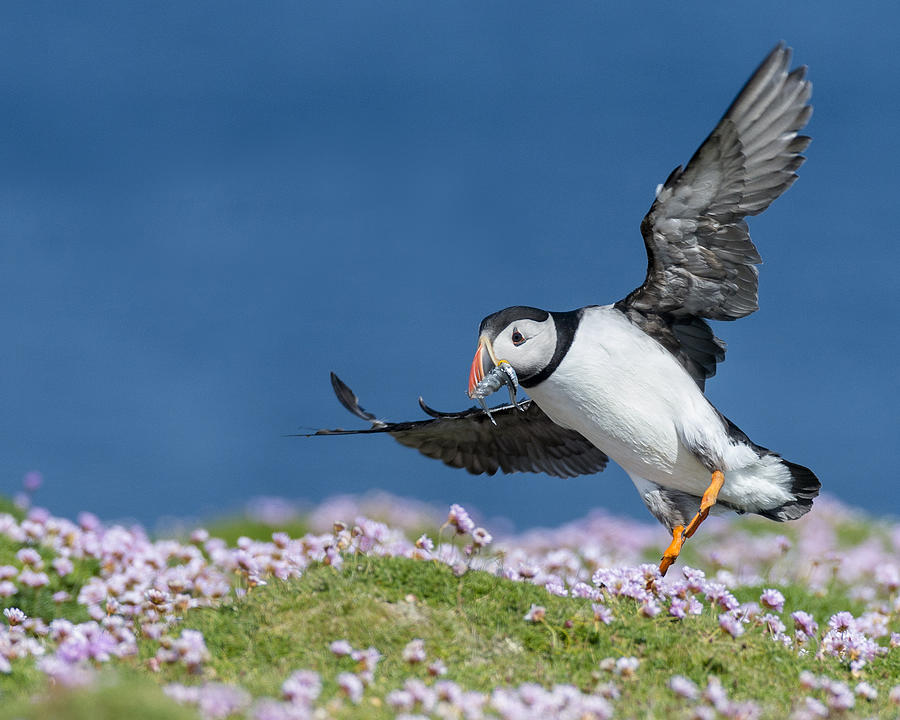 Puffin Flying Home Photograph by Jennifer LaBouff