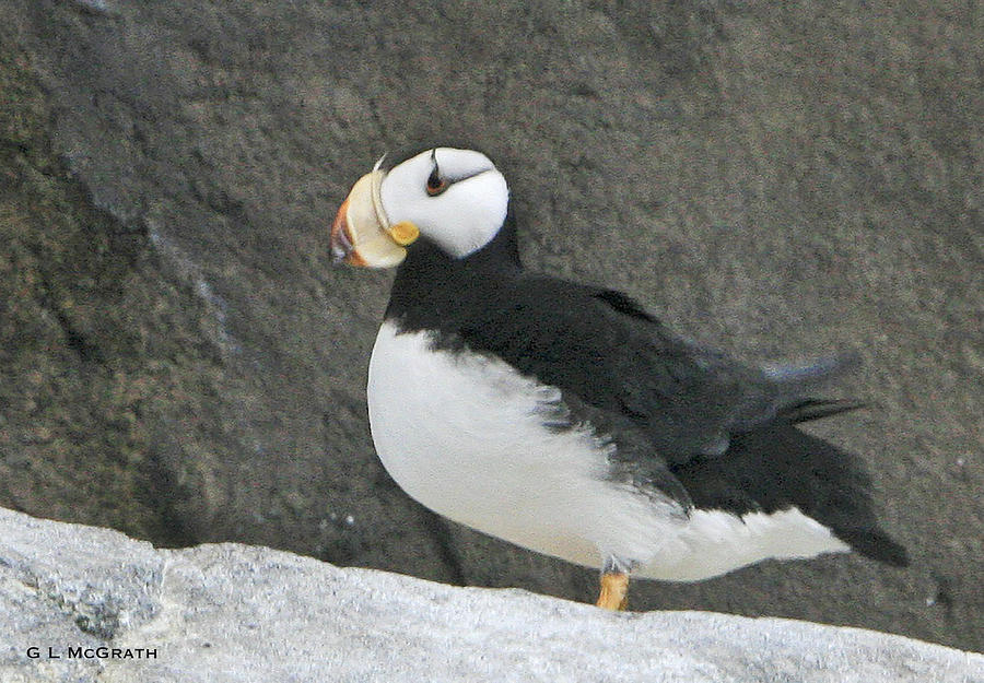 Puffin Photograph - Puffin by G L McGrath Puffin Photograph - Puffin by G L McGrath