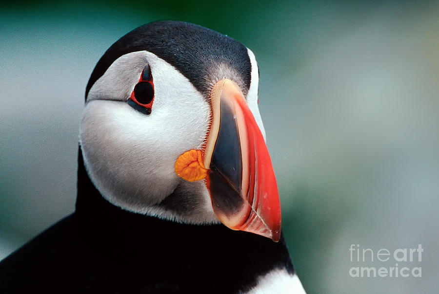 Bird Photograph - Puffin Head Shot by Jerry Fornarotto