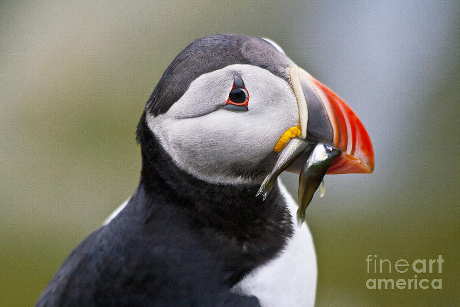 Puffin Portrait with fish in the beak Photograph by Heiko Koehrer-Wagner